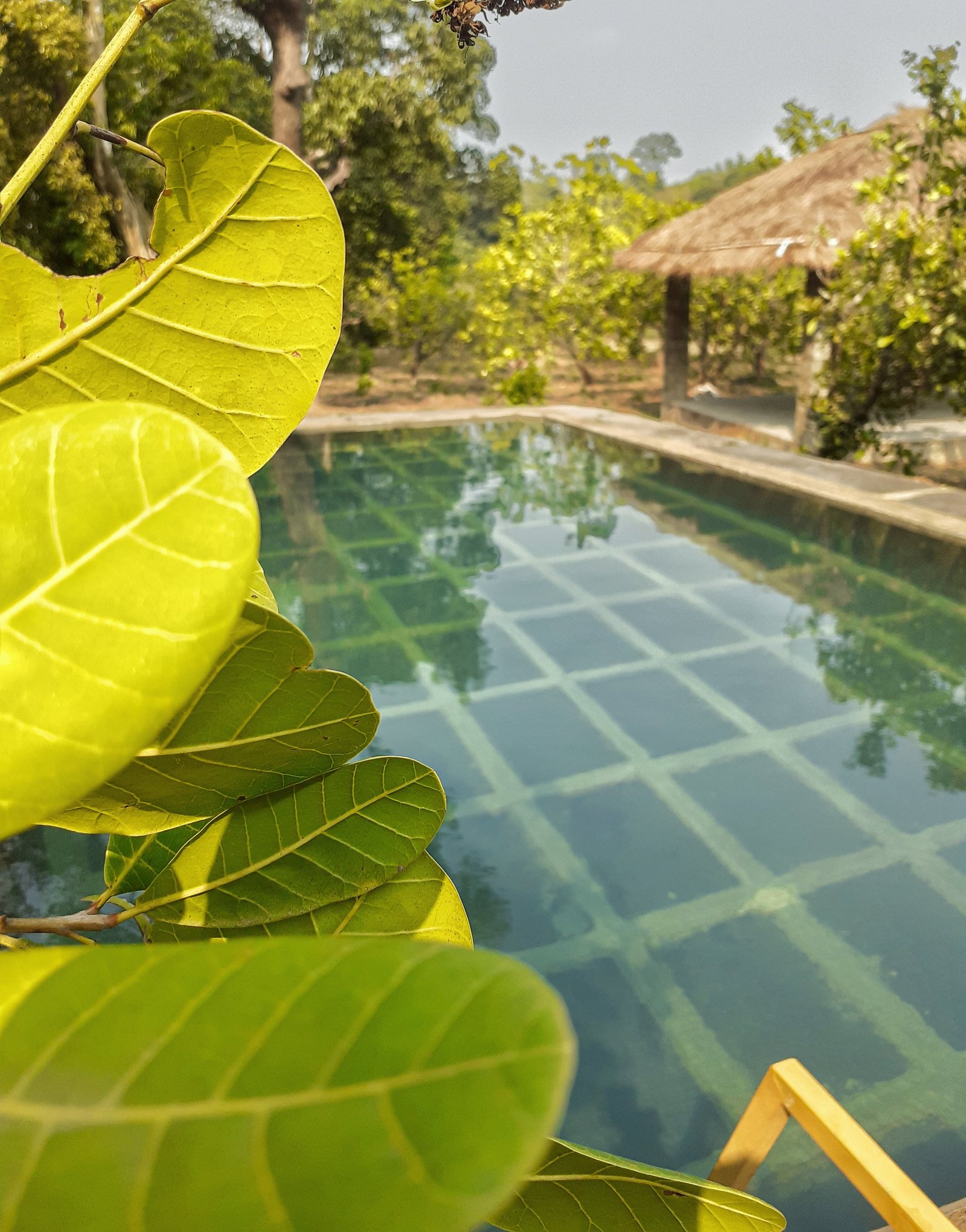 The swimming pool surrounded by greenery